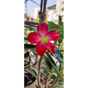 Adenium Plant adenium plant-7250402-97751.webp